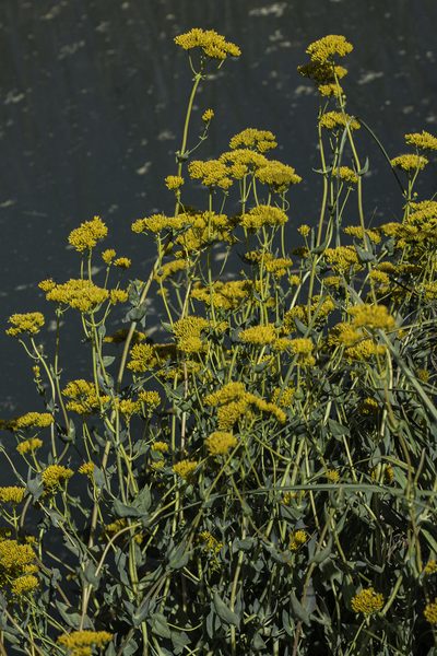 Flaveria chlorifolia, photographed by Craig Martin