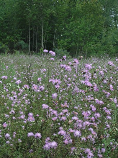 Centaurea pseudomaculosa, photographed by Oleg Kosterin