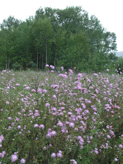 Centaurea pseudomaculosa, photographed by Oleg Kosterin
