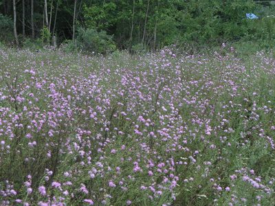 Centaurea pseudomaculosa, photographed by Oleg Kosterin
