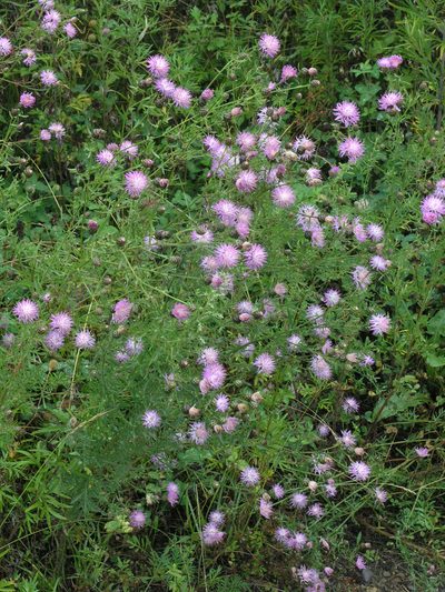 Centaurea pseudomaculosa, photographed by Oleg Kosterin