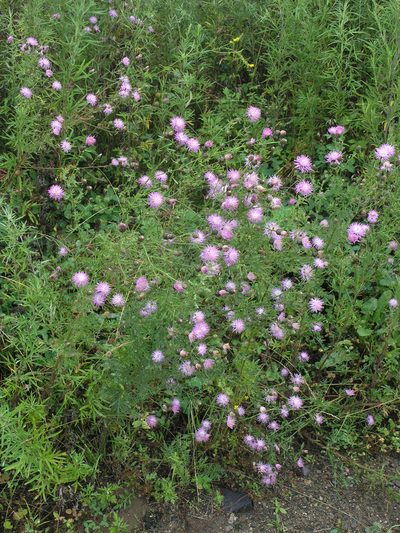 Centaurea pseudomaculosa, photographed by Oleg Kosterin