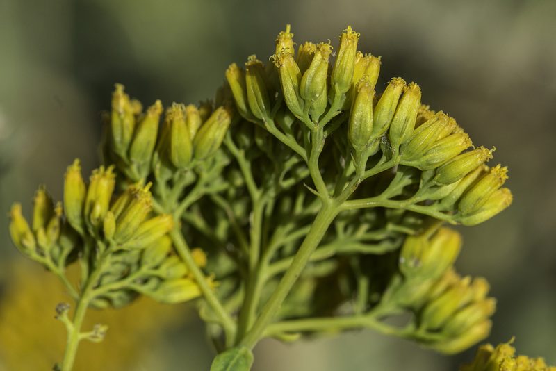 Flaveria chlorifolia, photographed by Craig Martin