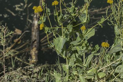 Flaveria chlorifolia, photographed by Craig Martin