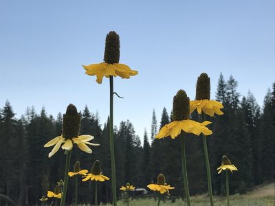 Rudbeckia californica, photographed by Leah Gardner