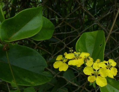 Stigmaphyllon blanchetii, photographed by Helio Lourencini
