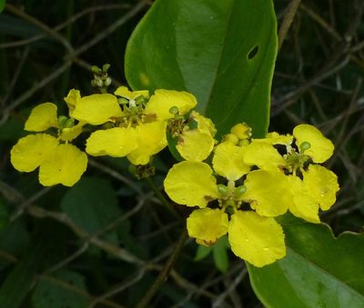 Stigmaphyllon blanchetii, photographed by Helio Lourencini