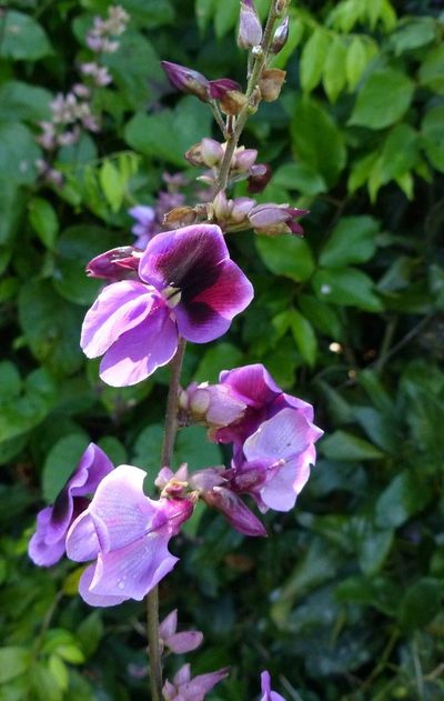 Dioclea virgata, photographed by Helio Lourencini