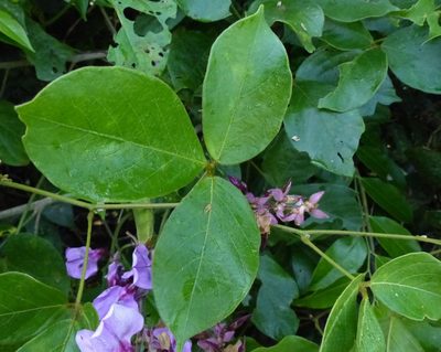 Dioclea virgata, photographed by Helio Lourencini