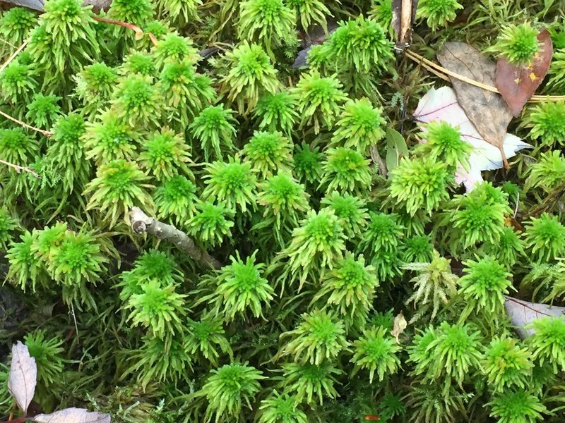 Sphagnum wulfianum, photographed by Tom Scavo