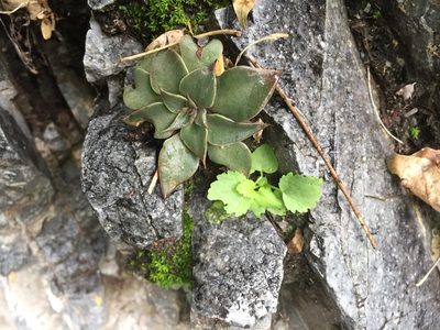 Graptopetalum bartramii, photographed by Enrique Martínez Núñez