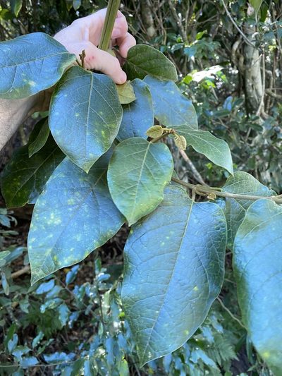 Parsonsia fulva, photographed by Greg Tasney