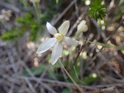 Caladenia latifolia, photographed by corunastylis