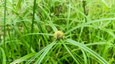 Cyperus aromaticus, photographed by Ong Jyh Seng