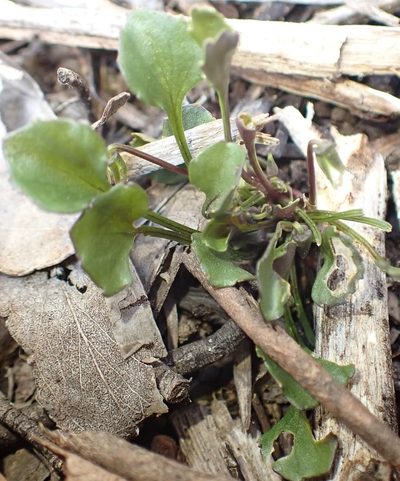 Viola cleistogamoides, photographed by corunastylis