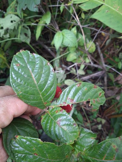Guettarda foliacea, photographed by keesgroenendijk
