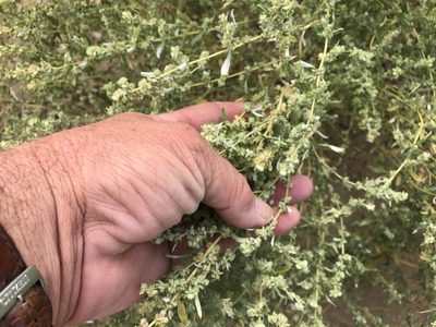 Atriplex elegans, photographed by CK2AZ