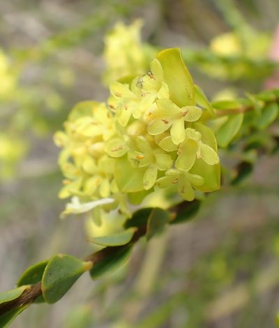 Pimelea flava, photographed by corunastylis