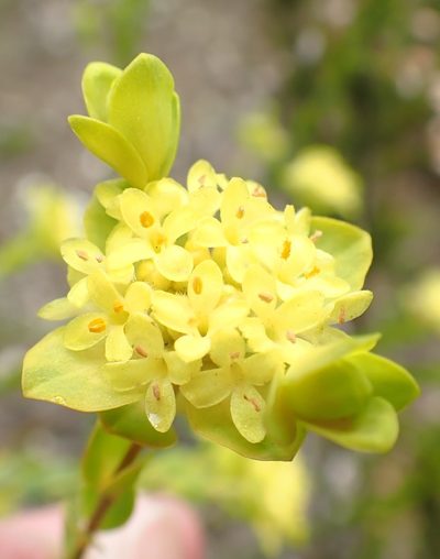 Pimelea flava, photographed by corunastylis