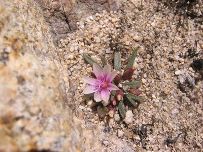 Lewisia pygmaea, photographed by Adam J. Searcy