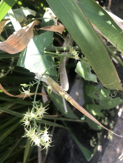Actinostemma tenerum, photographed by Qinxin Yuan