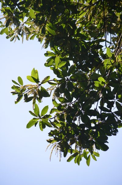 Clethra scabra, photographed by B. Phalan