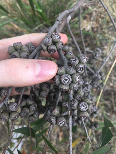 Eucalyptus eugenioides, photographed by Thomas Mesaglio