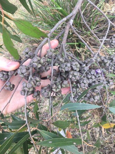 Eucalyptus eugenioides, photographed by Thomas Mesaglio