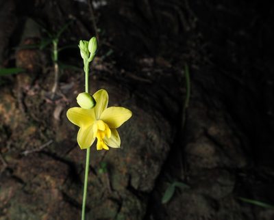 Spathoglottis pubescens, photographed by Marco Chan