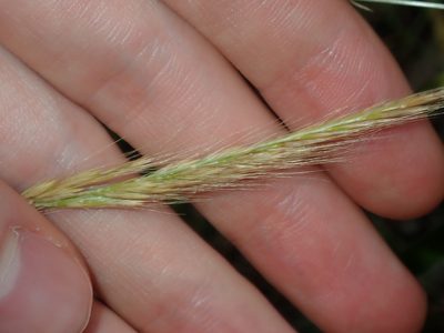 Festuca muralis, photographed by Thomas Mesaglio
