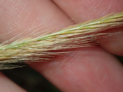 Festuca muralis, photographed by Thomas Mesaglio