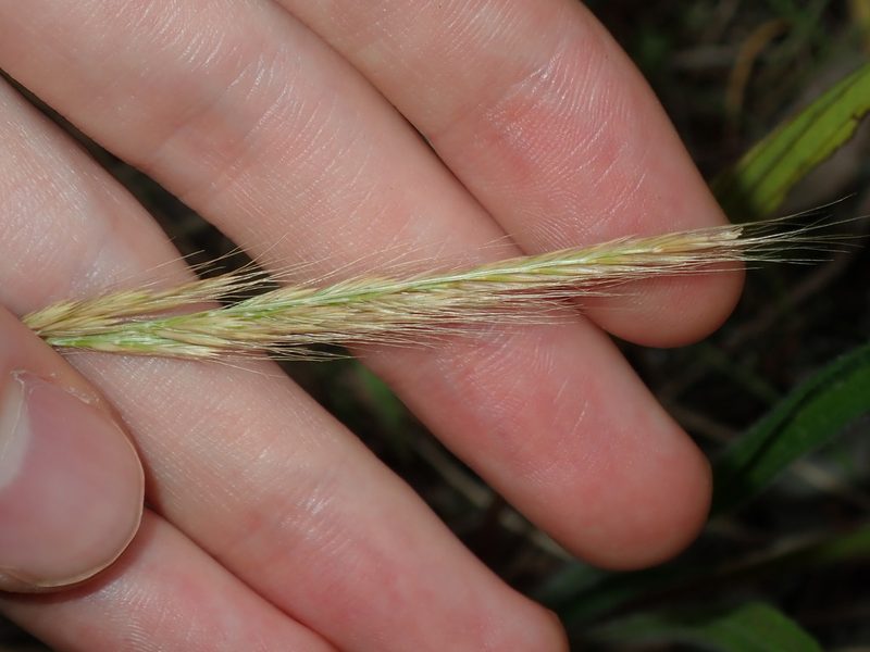 Festuca muralis, photographed by Thomas Mesaglio
