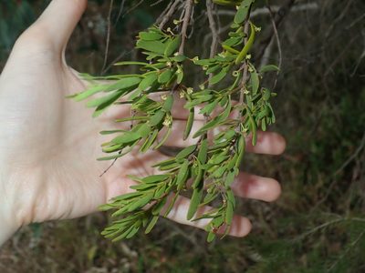 Amyema gaudichaudii, photographed by Thomas Mesaglio