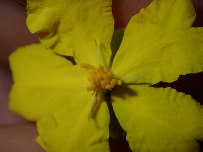Hibbertia pedunculata, photographed by Thomas Mesaglio
