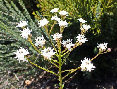 Pseudoselago outeniquensis, photographed by Di Turner