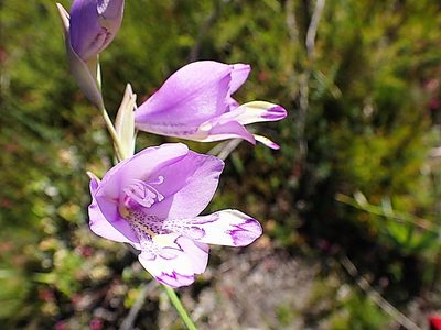 Gladiolus rogersii, photographed by Di Turner
