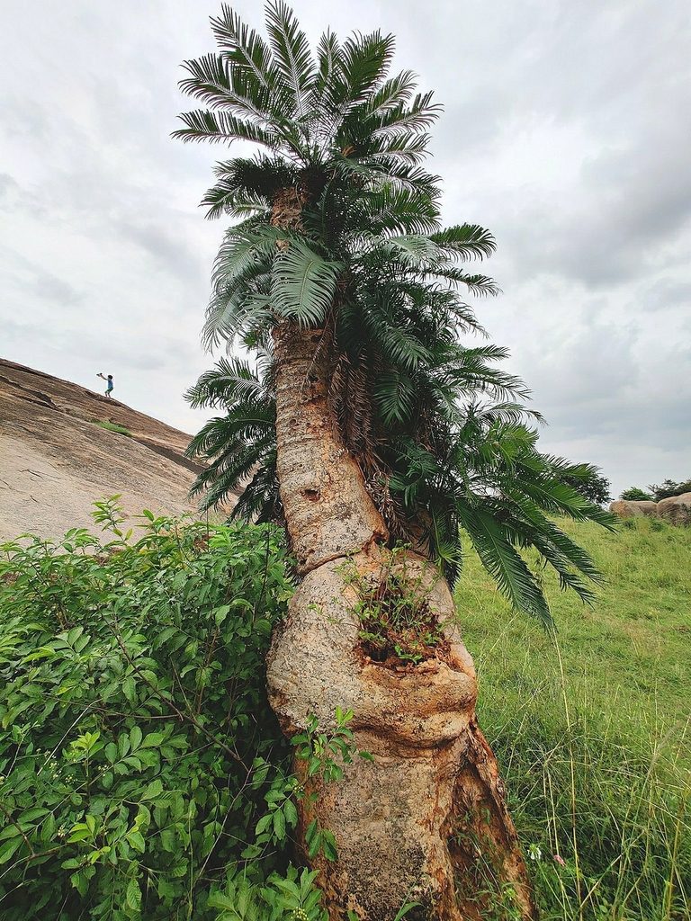 Cycas indica, photographed by Chayant Gonsalves