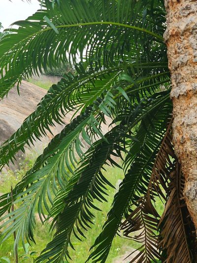 Cycas indica, photographed by Chayant Gonsalves