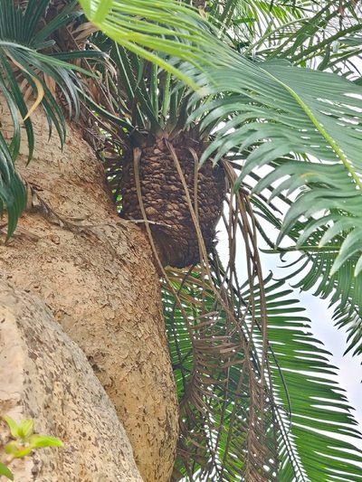 Cycas indica, photographed by Chayant Gonsalves
