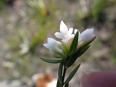 Lachnaea burchellii, photographed by Di Turner