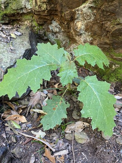 Solanum vicinum, photographed by Greg Tasney