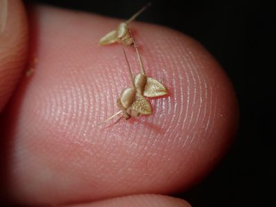 Calotis cuneifolia, photographed by Thomas Mesaglio
