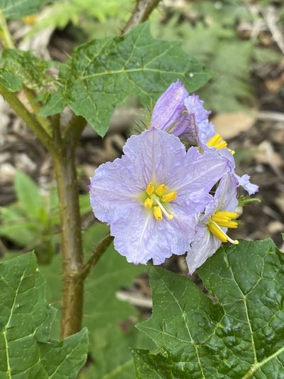 Solanum vicinum, photographed by Greg Tasney