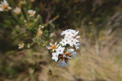 Epacris paludosa, photographed by Kiri Bee