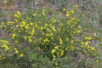 Hibbertia glaucophylla, photographed by T. Hammer