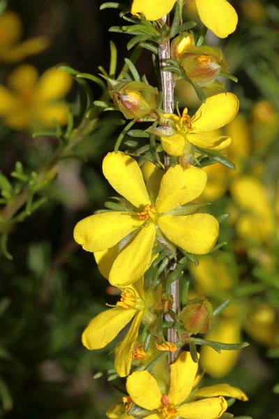Hibbertia glaucophylla, photographed by T. Hammer