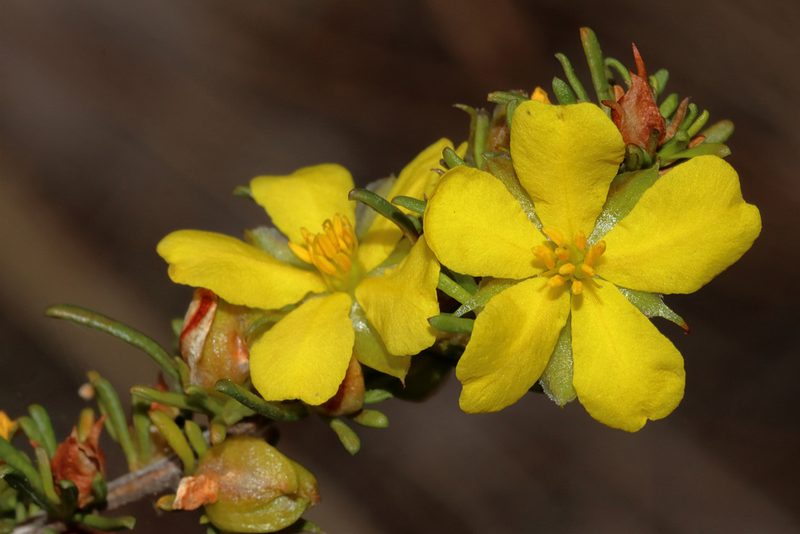 Hibbertia glaucophylla, photographed by T. Hammer