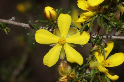 Hibbertia glaucophylla, photographed by T. Hammer