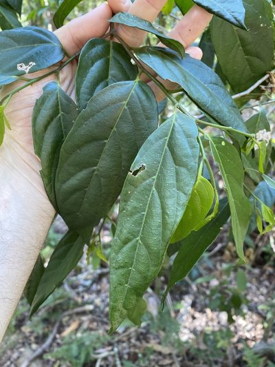 Alangium villosum, photographed by Greg Tasney