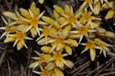 Conostylis setigera, photographed by T. Hammer